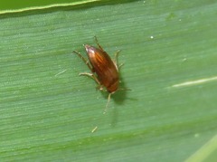 Anaspis flava