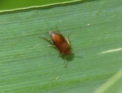 Anaspis flava