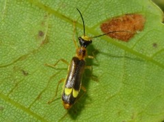 Malthinus flaveolus