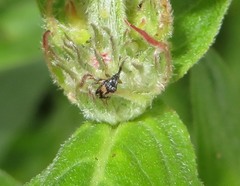 Nanophyes marmoratus