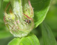 Nanophyes marmoratus
