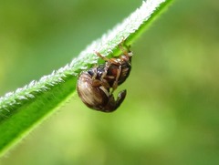Nanophyes marmoratus