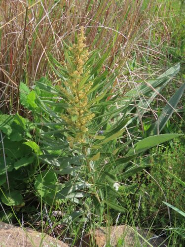 Image of Searsia discolor by no rights reserved