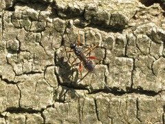 Helconidea ruspator