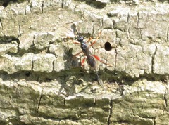 Helconidea ruspator