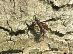 Helconidea ruspator