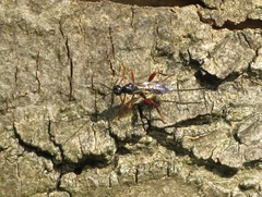 Helconidea ruspator