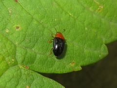 Triplax rufipes