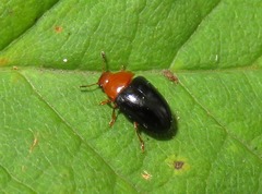 Triplax rufipes