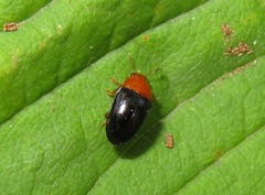 Triplax rufipes