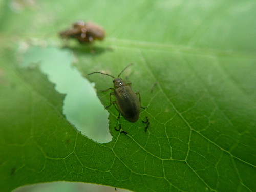 Galerucella grisescens