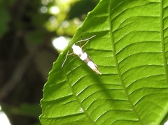 Argyresthia brockeella