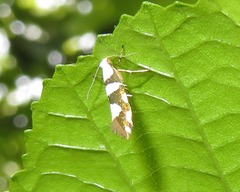 Argyresthia brockeella