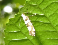 Argyresthia brockeella