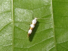 Argyresthia brockeella