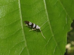 Argyresthia brockeella