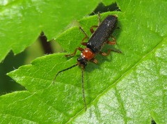 Cantharis flavilabris