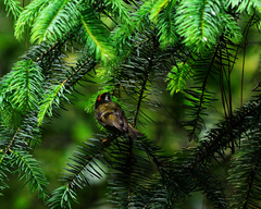 Regulus satrapa aztecus