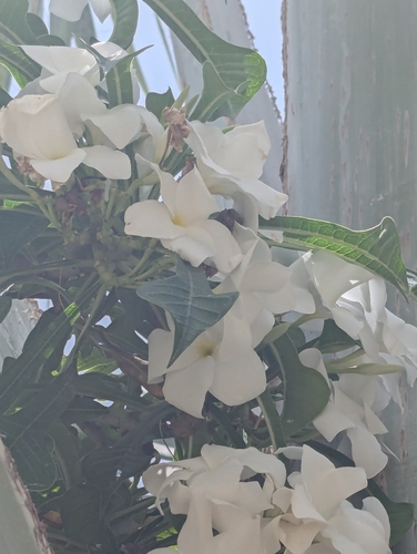 Plumeria pudica