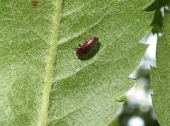 Trixagus dermestoides