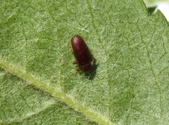 Trixagus dermestoides