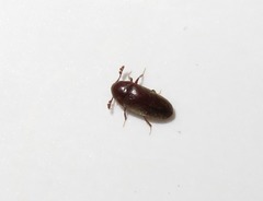 Trixagus dermestoides