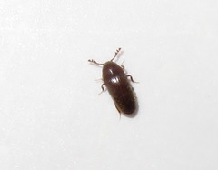Trixagus dermestoides