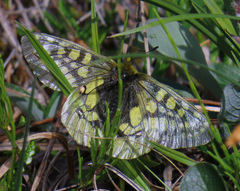 Parnassius eversmanni
