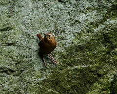 Troglodytes aedon brunneicollis