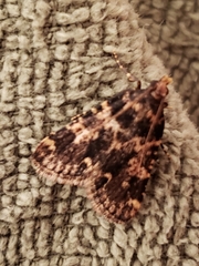 Aglossa disciferalis
