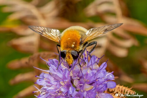 Sericomyia superbiens