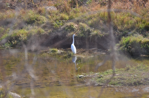 African Great Egret