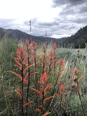 Castilleja linariifolia
