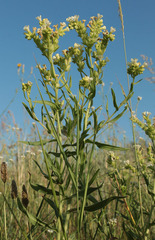 Anchusa ochroleuca