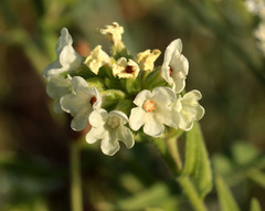 Anchusa ochroleuca