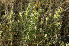 Anchusa ochroleuca