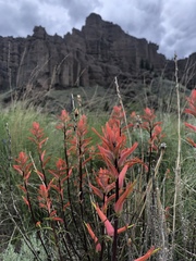 Castilleja linariifolia