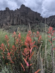 Castilleja linariifolia