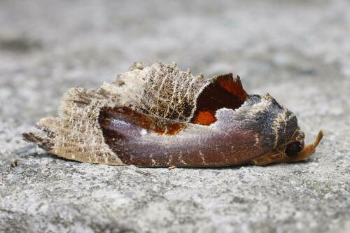 Pilipectus chinensis