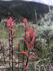 Castilleja linariifolia