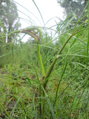 Peucedanum officinale