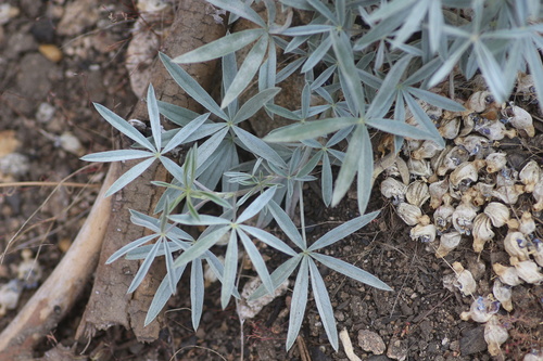 Image of Lupinus elatus by no rights reserved
