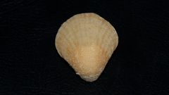 Magellania flavescens