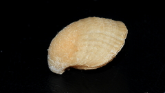 Magellania flavescens