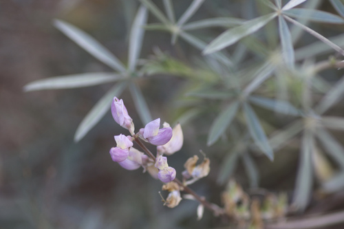 tall silky lupine (Lupinus elatus)