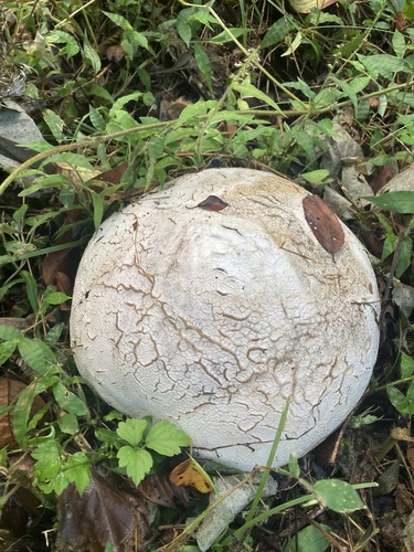 Lycoperdaceae