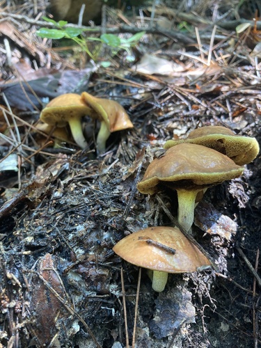 Suillus granulatus