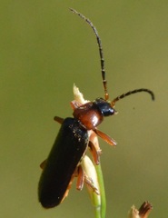 Cantharis flavilabris