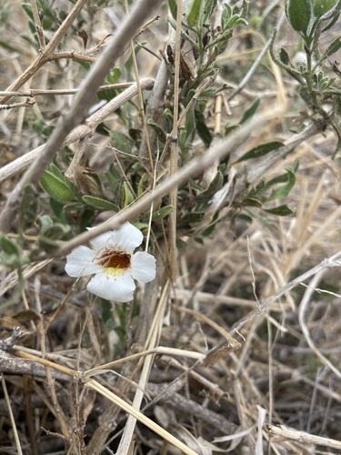 Image of White Petalbush (Petalidium aromaticum) by (c) Matt Benjamin, some rights reserved (CC BY)