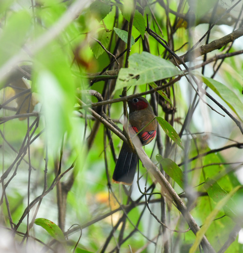 Red-faced Liocichla (Liocichla phoenicea), photo 5